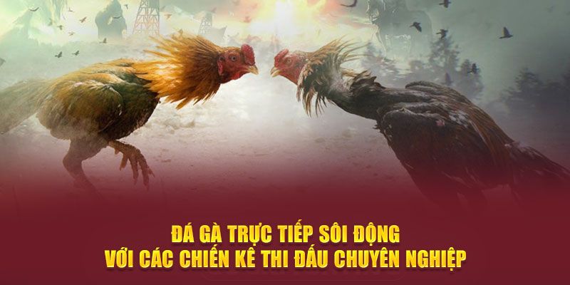 Trực tiếp đá gà bình luận gửi đến kiến thức hữu ích