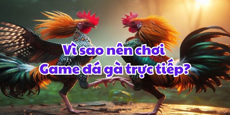 Vì sao nên chơi Game đá gà trực tiếp