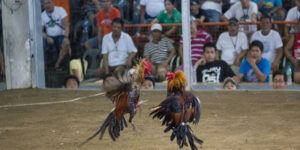 Kinh Nghiệm Đá Gà Trực Tiếp Thắng Lớn Từ Kê Thủ Có Tiếng